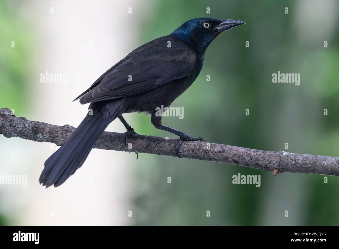Gemeiner Grackle, Quiscalus quiscula, thront auf einem Zweig im Frühjahr, Brownsburg-Chatham, Quebec, Kanada Stockfoto