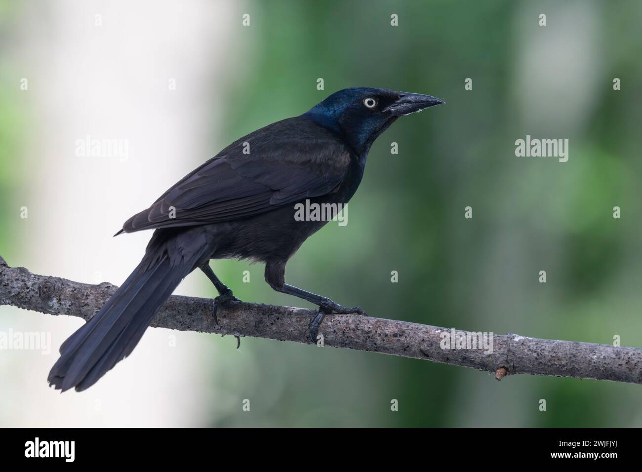 Gemeiner Grackle, Quiscalus quiscula, thront auf einem Zweig im Frühjahr, Brownsburg-Chatham, Quebec, Kanada Stockfoto