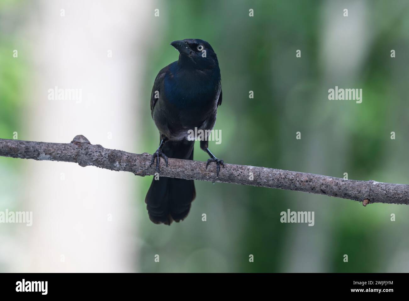 Gemeiner Grackle, Quiscalus quiscula, thront auf einem Zweig im Frühjahr, Brownsburg-Chatham, Quebec, Kanada Stockfoto