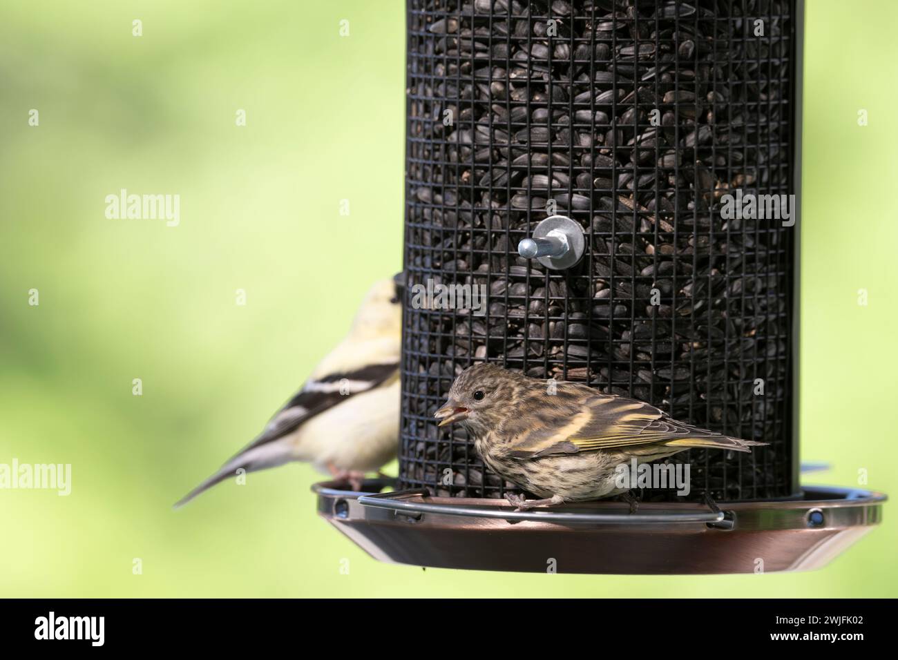 Kiefernsiskin, Spinus pinus, bei Vogelfutter im Frühjahr, Brownsburg-Chatham, Quebec, Kanada Stockfoto