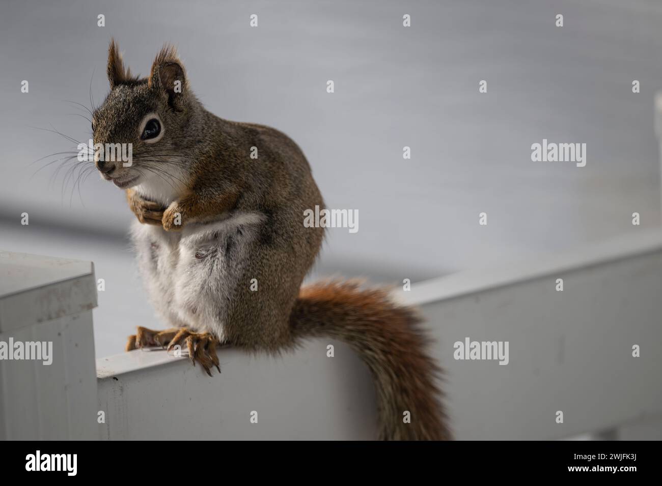 Amerikanisches Eichhörnchen, Tamiasciurus hudsonicus, versucht Vogelfutter zu erklimmen und auszurauben, Brownsburg-Chatham, Quebec, Kanada Stockfoto