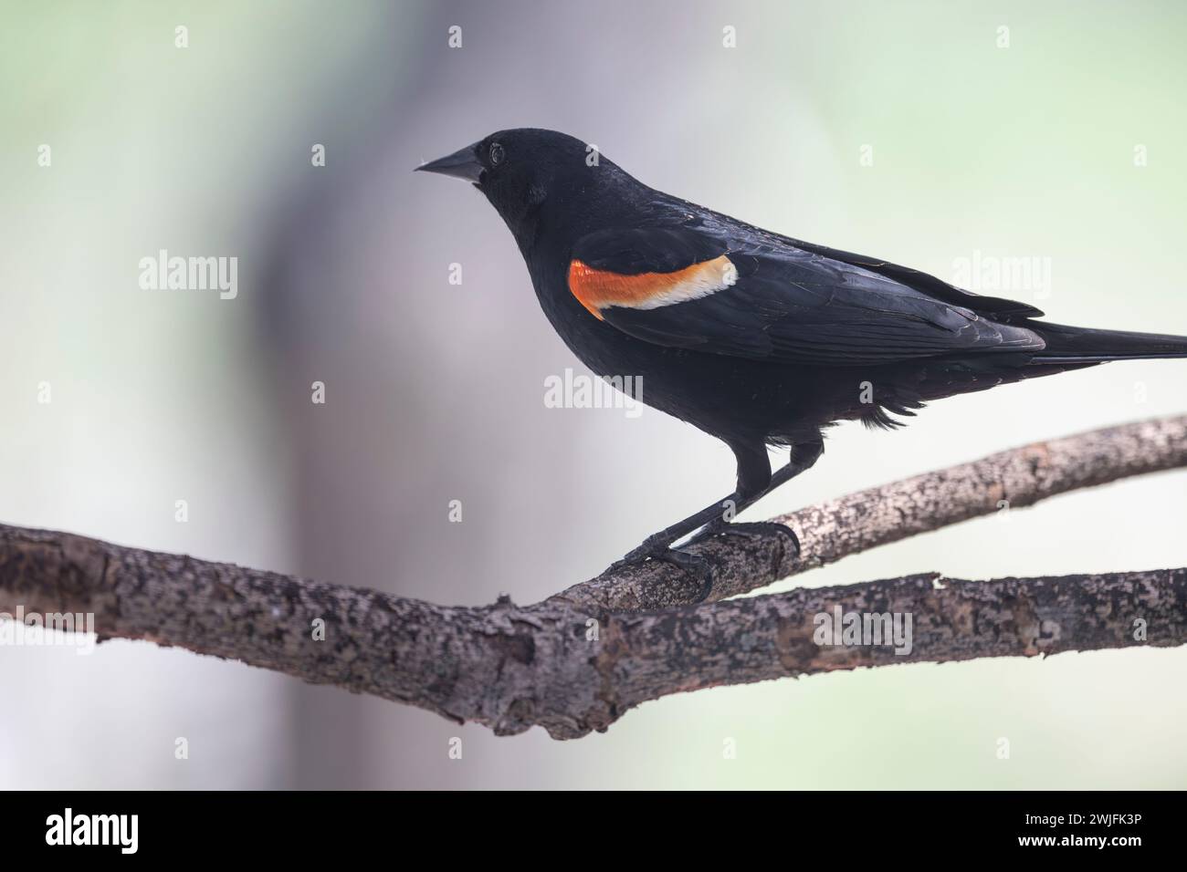 Männliche, rotgeflügelte Amsel, Agelaius phoeniceus, hoch auf Baumzweig, Brownsburg-Chatham, Quebec, Kanada Stockfoto