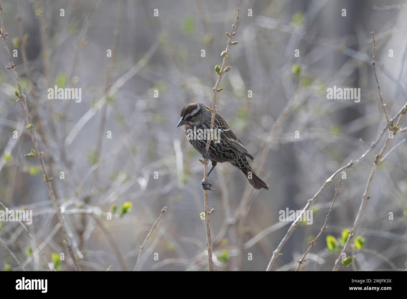 Weibchen, rotgeflügelte Amsel, Agelaius phoeniceus, hoch auf Baumzweig, Brownsburg-Chatham, Quebec, Kanada Stockfoto