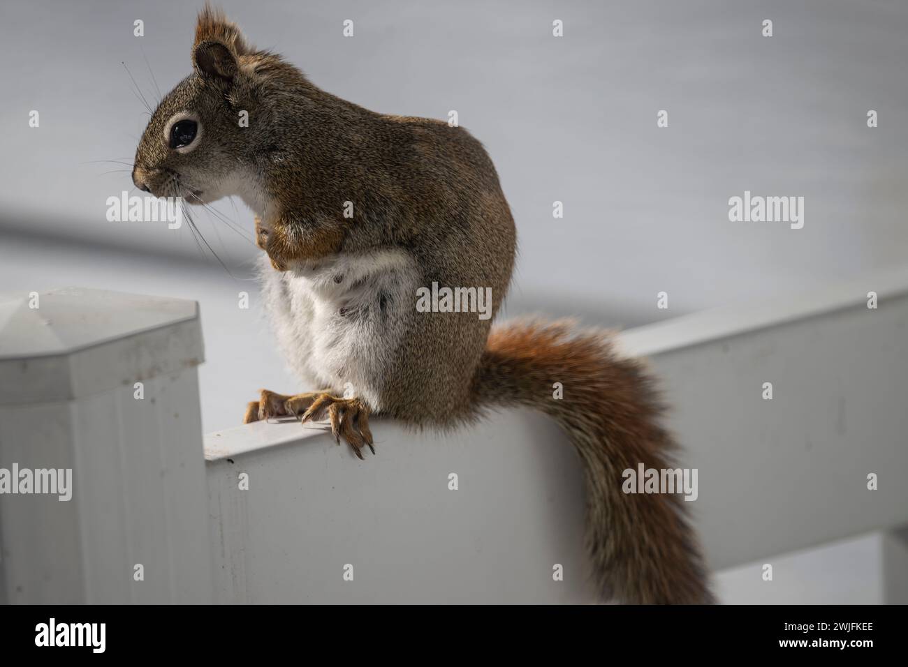 Amerikanisches Eichhörnchen, Tamiasciurus hudsonicus, versucht Vogelfutter zu erklimmen und auszurauben, Brownsburg-Chatham, Quebec, Kanada Stockfoto