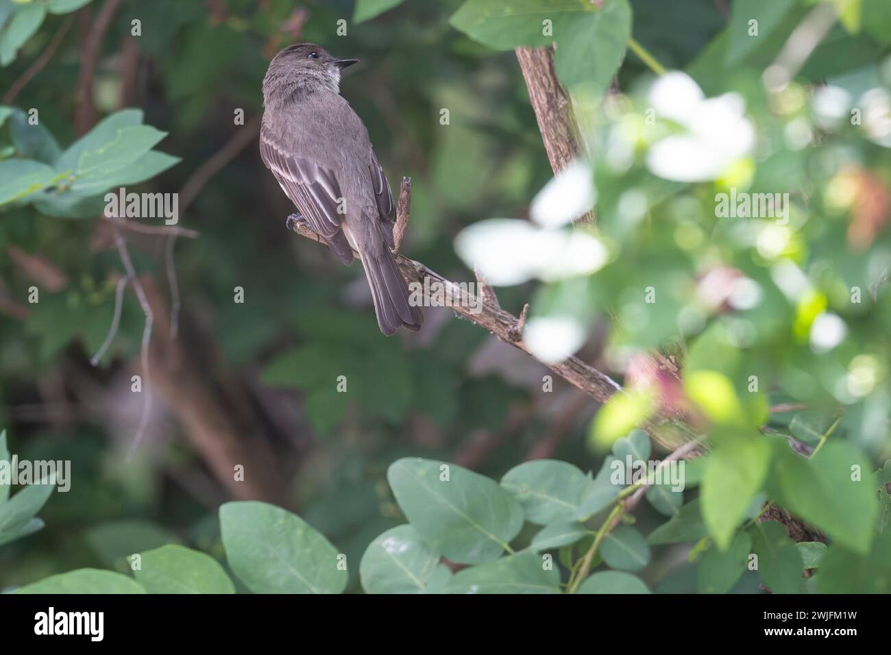 eastern phoebe, Sayornis phoebe, thronte auf einem Ast im Frühjahr, Brownsburg-Chatham, Quebec, Kanada Stockfoto