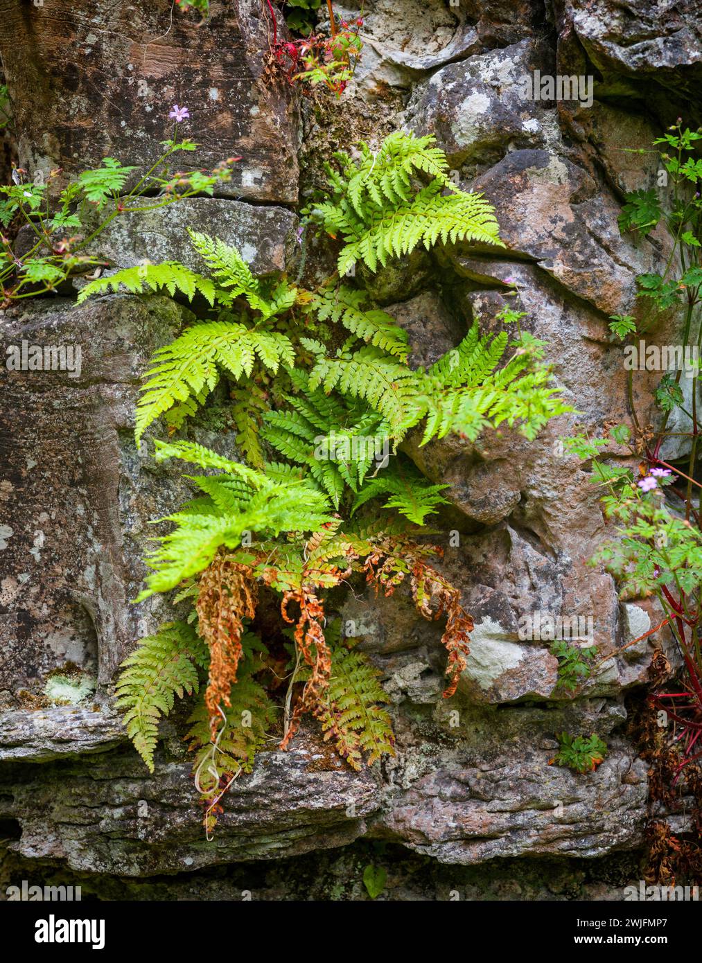 Lokale Kalksteine und Farne, die vom Wasser getragen wurden, in der Hermitage Lodge am Eingang zum Kilronan Castle aus dem 19. Jahrhundert in County Roscommon, Irland. Stockfoto