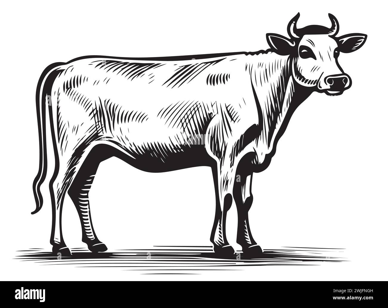 Kuh steht Skizze Gravur Illustrationsstil Hand gezeichneter Vektor Stock Vektor