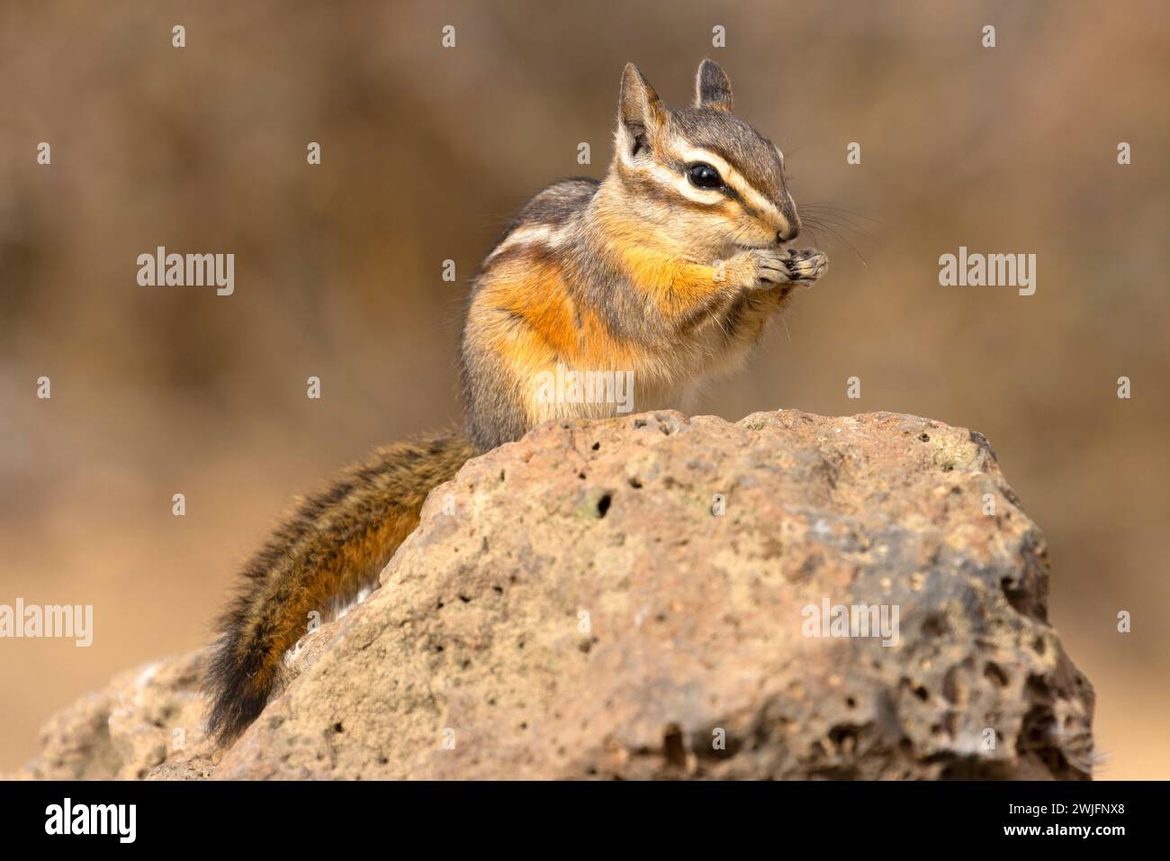 Chipmunk, Hütte See Blick Blind, Deschutes National Forest, Oregon Stockfoto