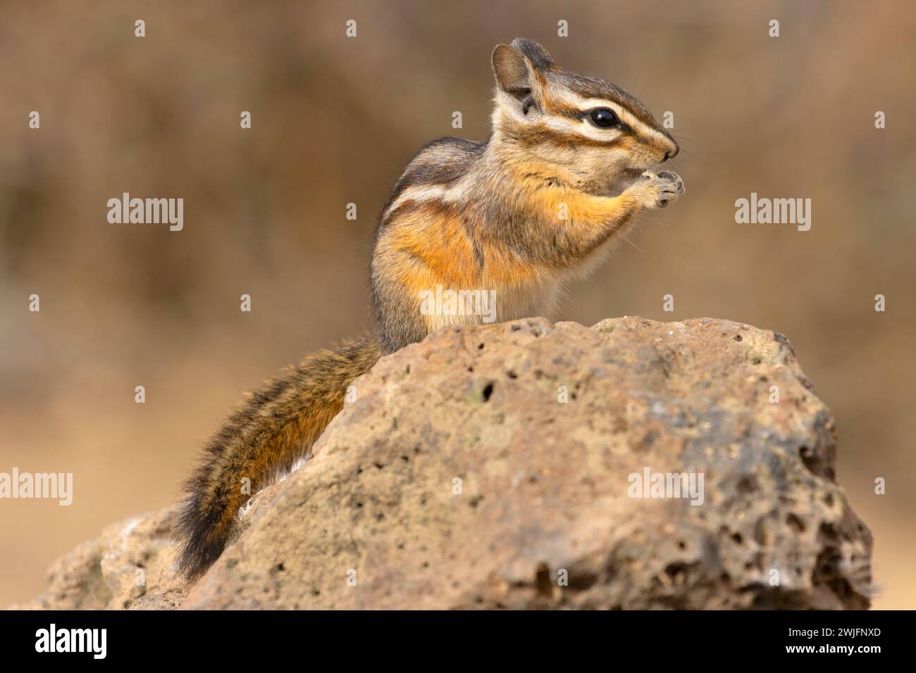 Chipmunk, Hütte See Blick Blind, Deschutes National Forest, Oregon Stockfoto