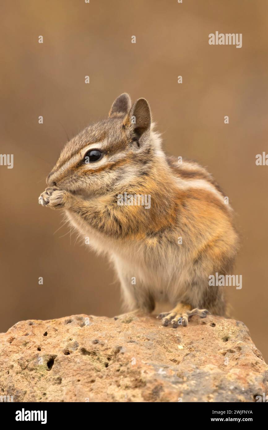 Chipmunk, Hütte See Blick Blind, Deschutes National Forest, Oregon Stockfoto