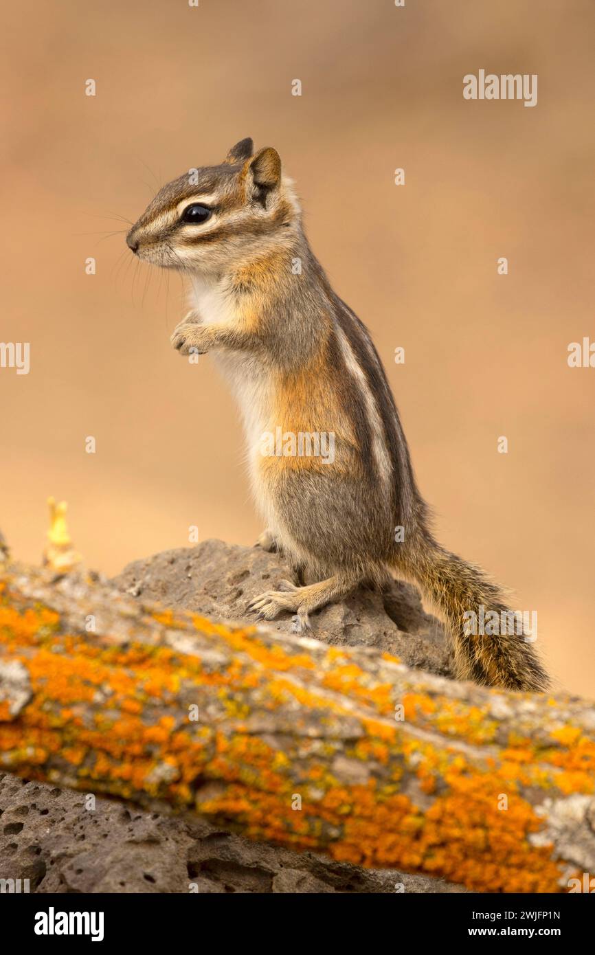 Chipmunk, Hütte See Blick Blind, Deschutes National Forest, Oregon Stockfoto