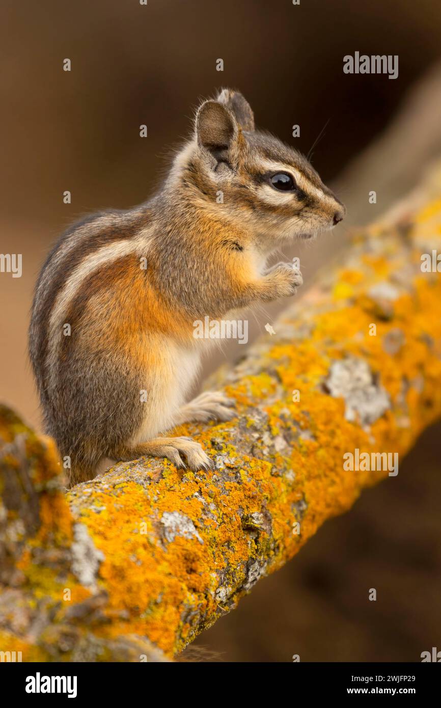 Chipmunk, Hütte See Blick Blind, Deschutes National Forest, Oregon Stockfoto