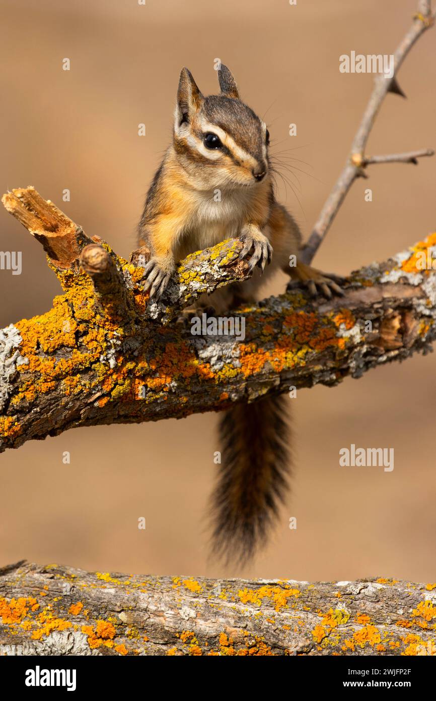 Chipmunk, Hütte See Blick Blind, Deschutes National Forest, Oregon Stockfoto