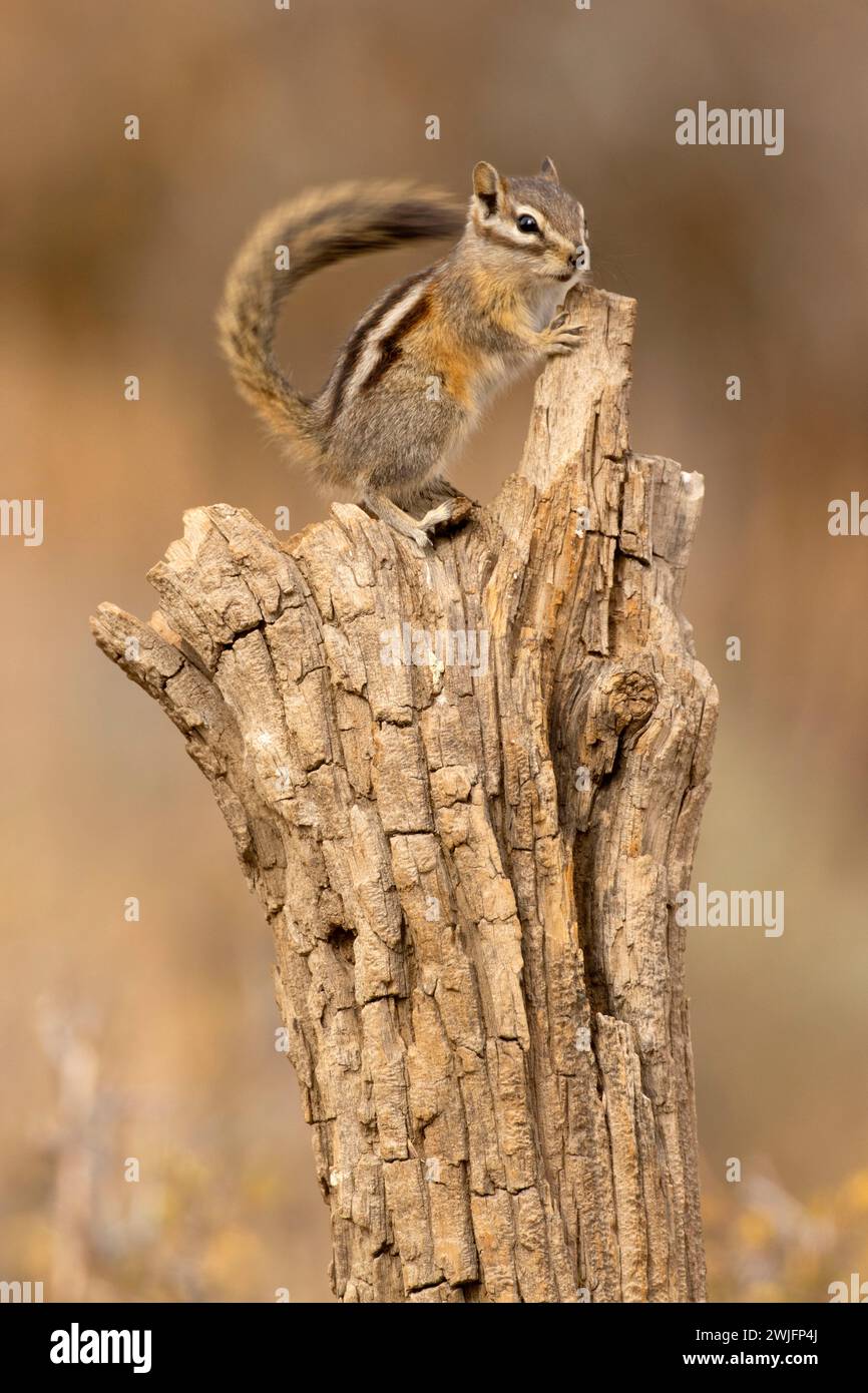 Chipmunk, Hütte See Blick Blind, Deschutes National Forest, Oregon Stockfoto