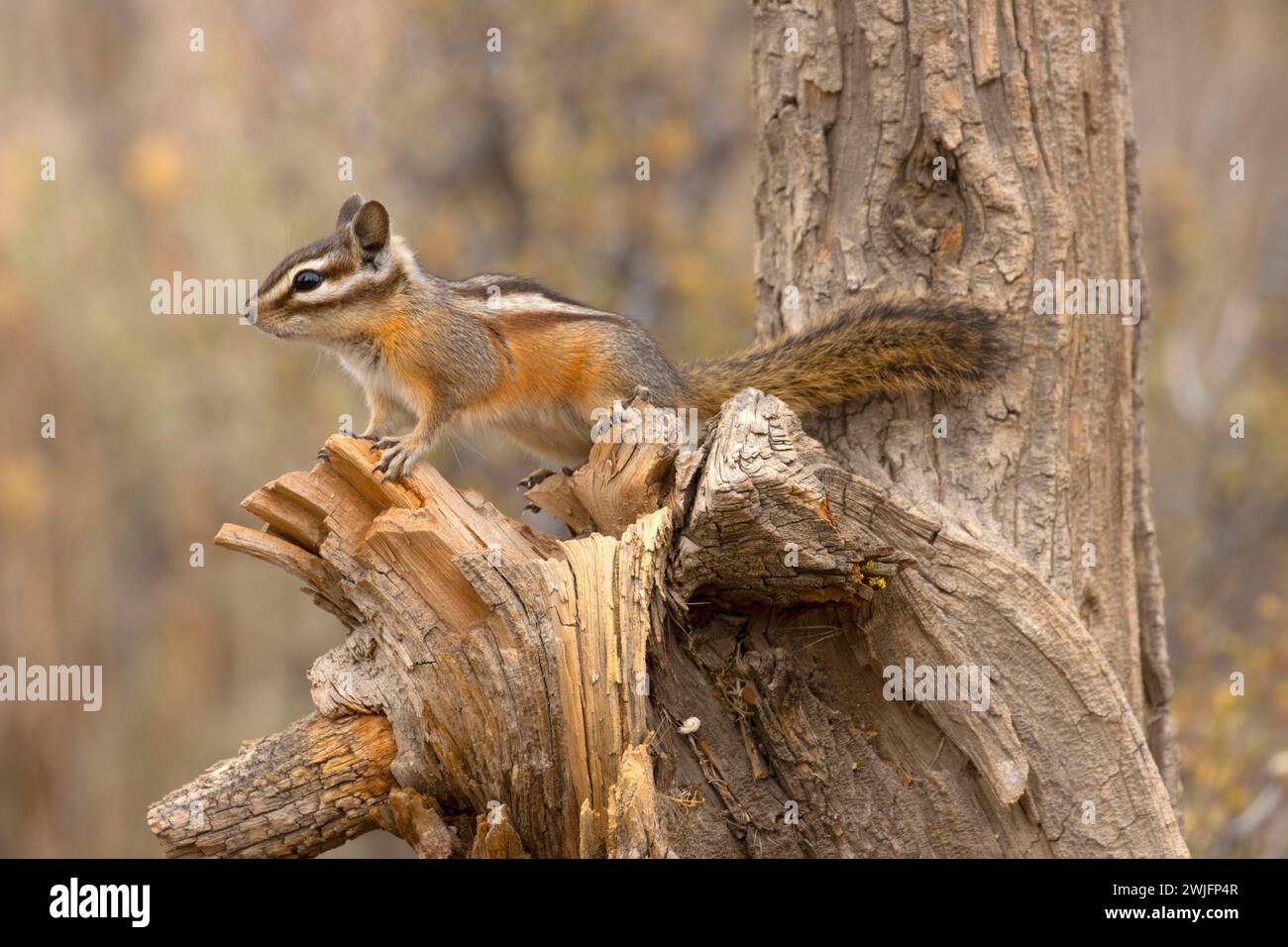 Chipmunk, Hütte See Blick Blind, Deschutes National Forest, Oregon Stockfoto