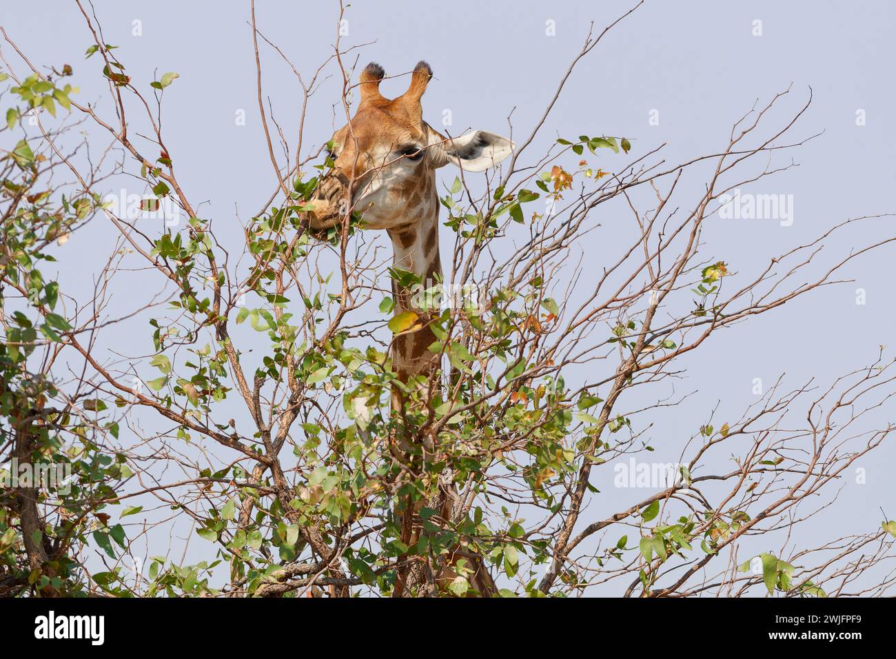 South African Giraffe (Giraffa Camelopardalis giraffa), Erwachsener, Fütterung auf Blätter, Krüger Nationalpark, Südafrika, Afrika Stockfoto