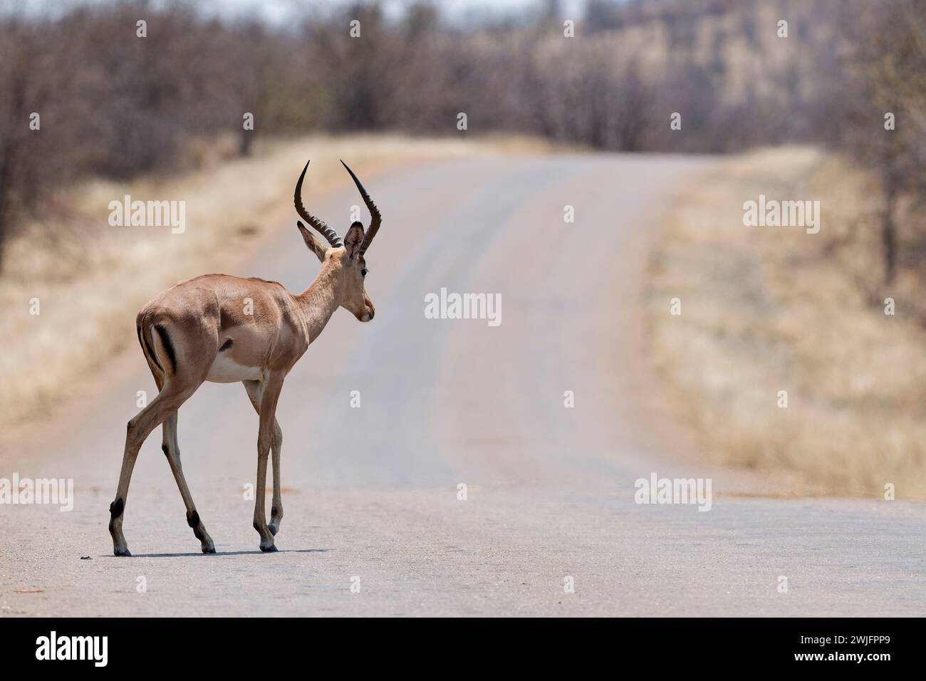Gemeiner Impala (Aepyceros melampus), erwachsener Mann, der die Asphaltstraße überquert, Kruger-Nationalpark, Südafrika, Afrika Stockfoto