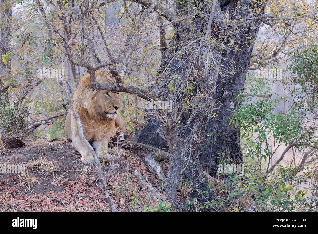 Afrikanischer Löwe (Panthera leo melanochaita), erwachsener Mann, der auf einem Erdhügel am Fuße eines Baumes liegt, Morgenlicht, Kruger-Nationalpark, Südafrika Stockfoto