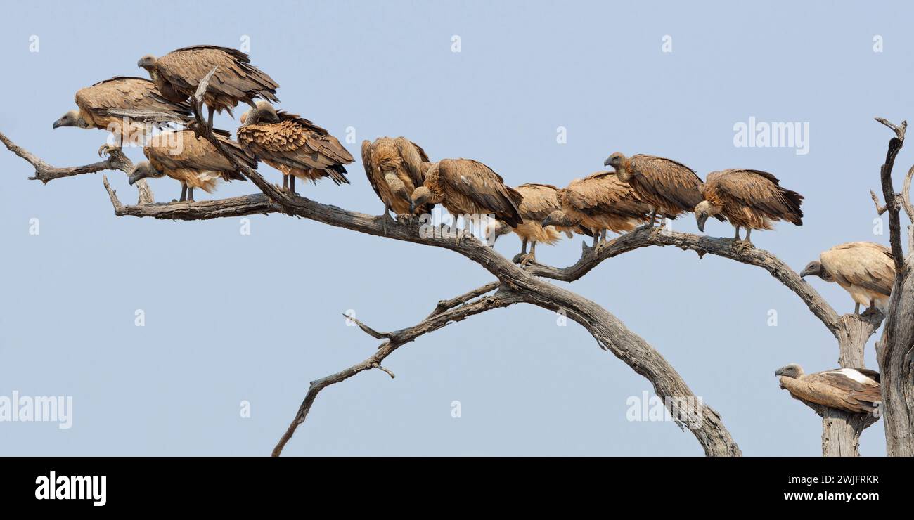 Weissgeier (Gyps africanus), eine Gruppe erwachsener Geier, die auf einem Ast auf einem Baum thront und weit weg blickt, Kruger NP, Südafrika Stockfoto