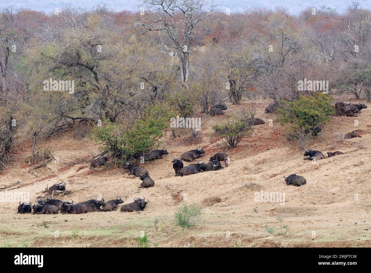 Cape Buffaloes (Syncerus Caffer Caffer Caffer), Herde am Ufer des Olifants River, Kruger Nationalpark, Südafrika, Afrika Stockfoto