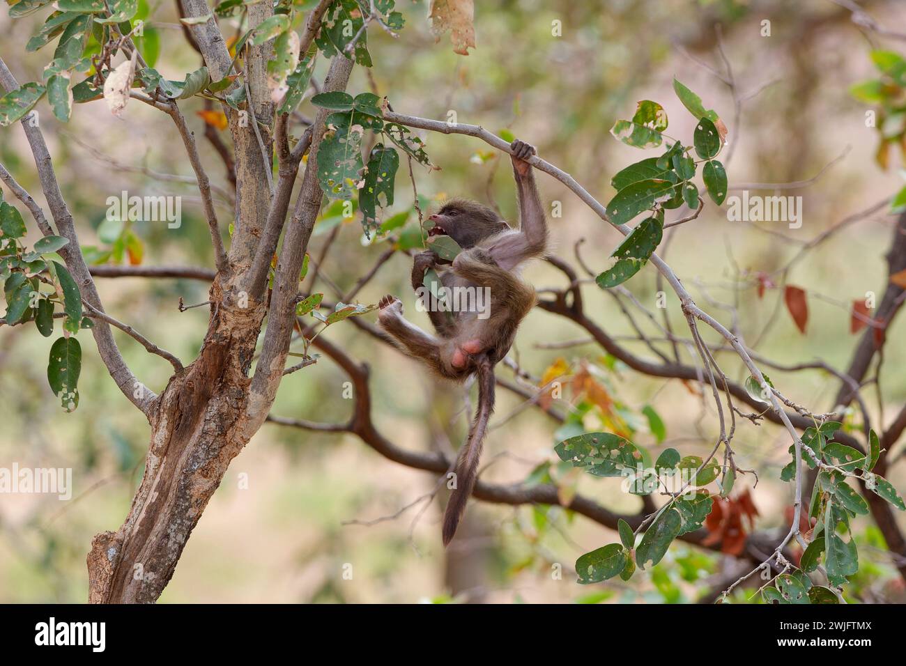 Chacma-Pavian (Papio ursinus), junger Affe, der an einem Baumzweig hängt, schwingt, sich von Blättern ernährt, Kruger-Nationalpark, Südafrika, Afrika Stockfoto