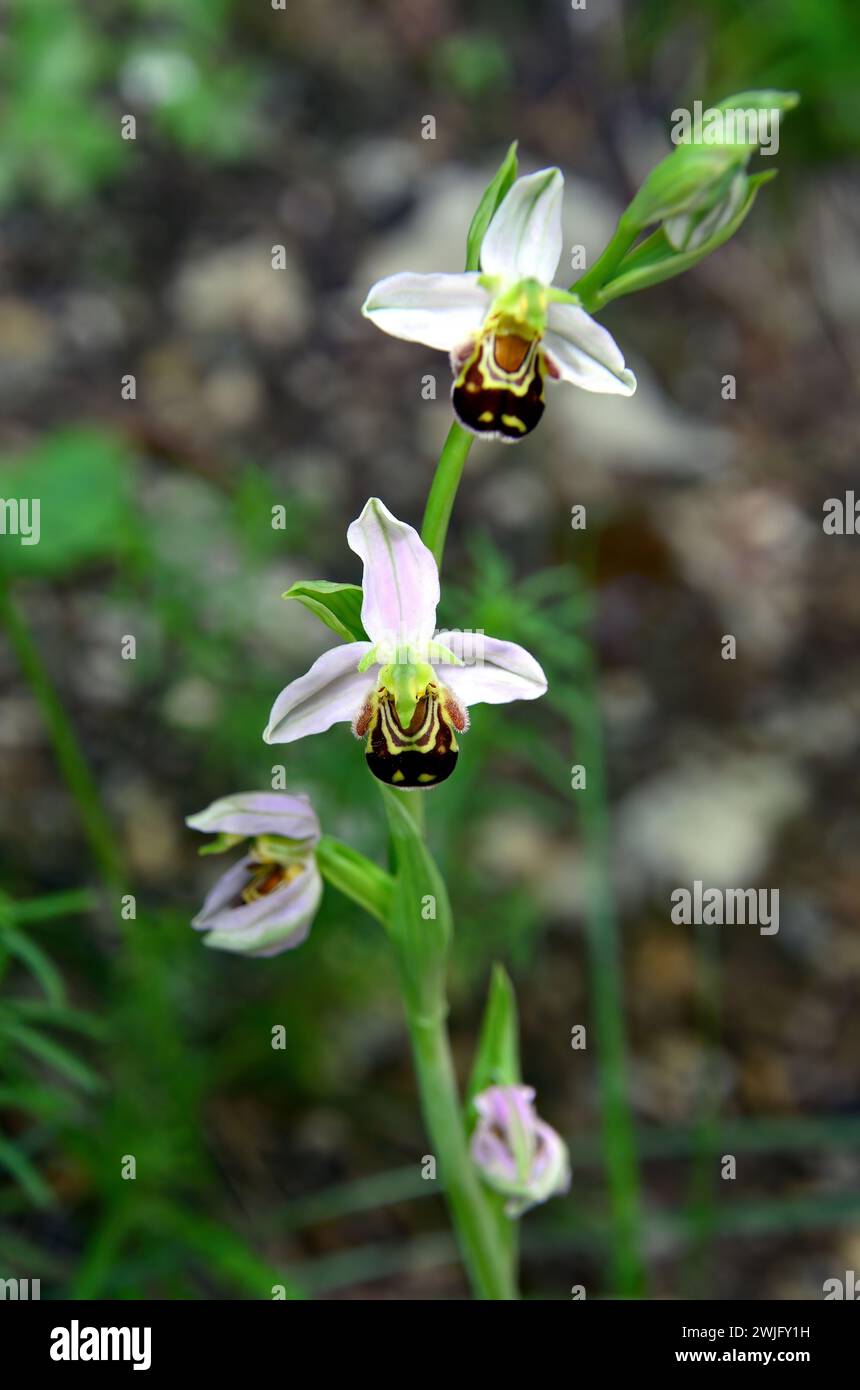 Bienenorchidee, Bienen-Ragwurz, Ophrys abeille, Ophrys apifera, méhbangó, Kroatien, Europa Stockfoto