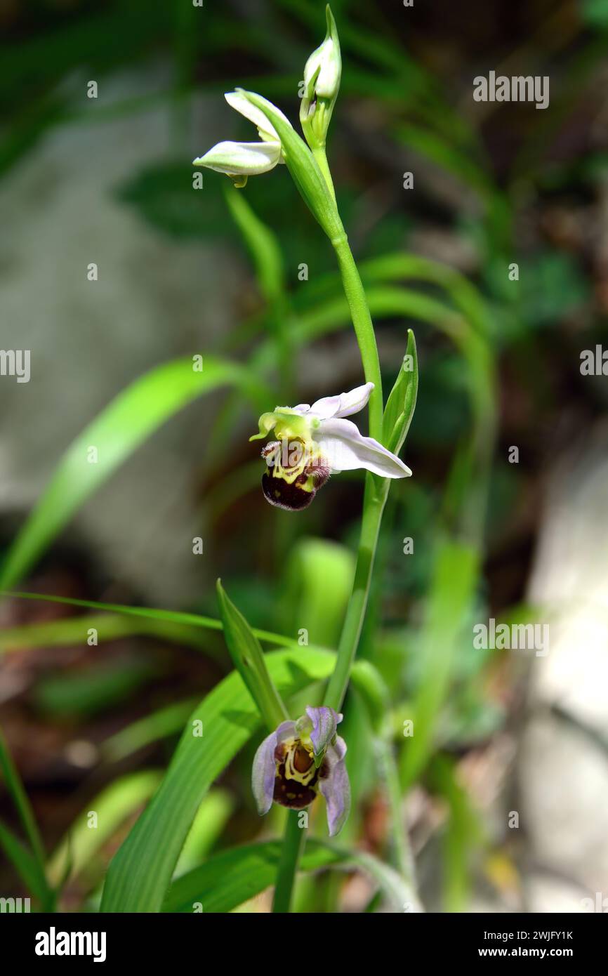 Bienenorchidee, Bienen-Ragwurz, Ophrys abeille, Ophrys apifera, méhbangó, Kroatien, Europa Stockfoto