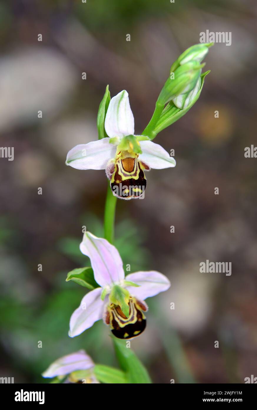 Bienenorchidee, Bienen-Ragwurz, Ophrys abeille, Ophrys apifera, méhbangó, Kroatien, Europa Stockfoto