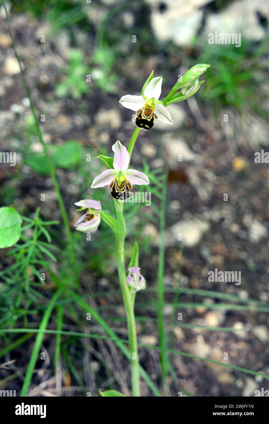 Bienenorchidee, Bienen-Ragwurz, Ophrys abeille, Ophrys apifera, méhbangó, Kroatien, Europa Stockfoto