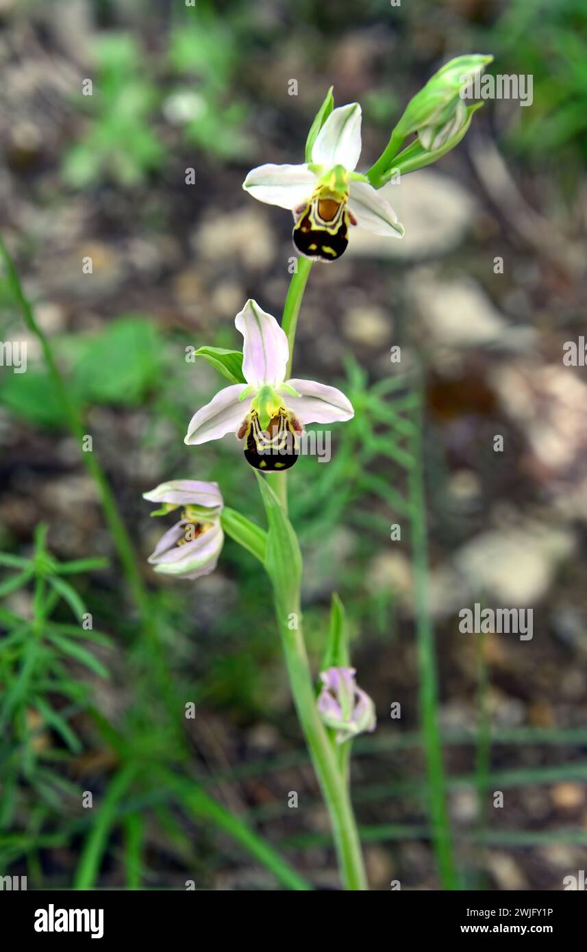 Bienenorchidee, Bienen-Ragwurz, Ophrys abeille, Ophrys apifera, méhbangó, Kroatien, Europa Stockfoto