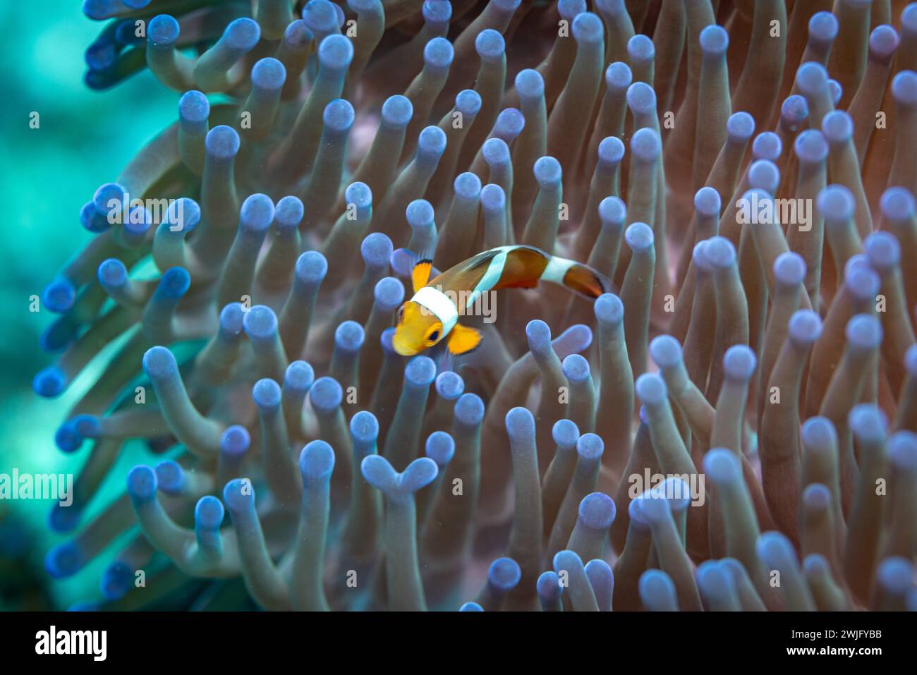 Der winzige Clown Anemone Fish, Amphiprion ocellaris, versteckt sich in der farbenfrohen violetten Sea Anemone, Actiniaria, mit langen Tentakeln am Korallenriff Stockfoto