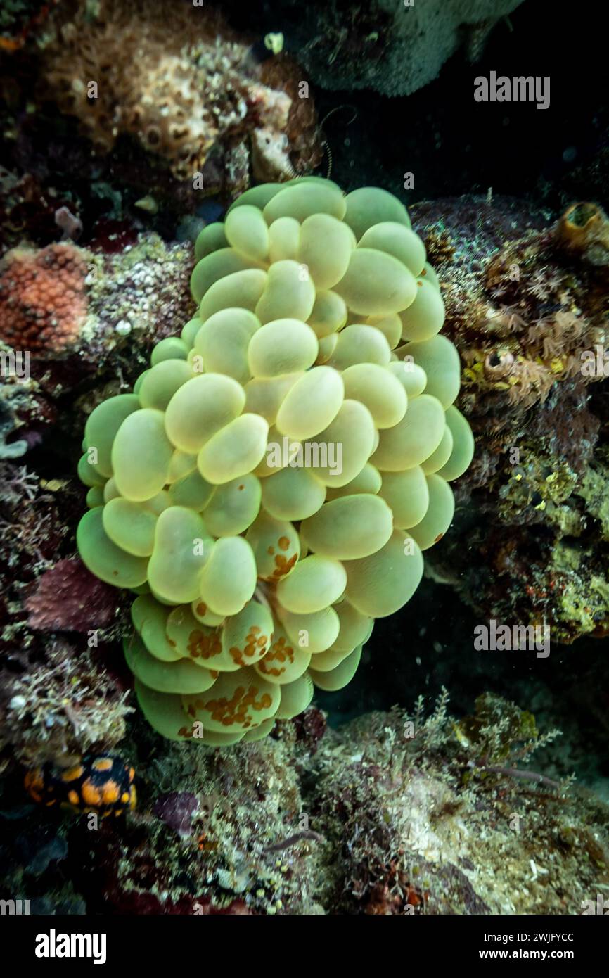 Makroaufnahme des grünen Bubble Coral Bunch, Plerogyra sinuosa, auf dem Korallenriff Stockfoto