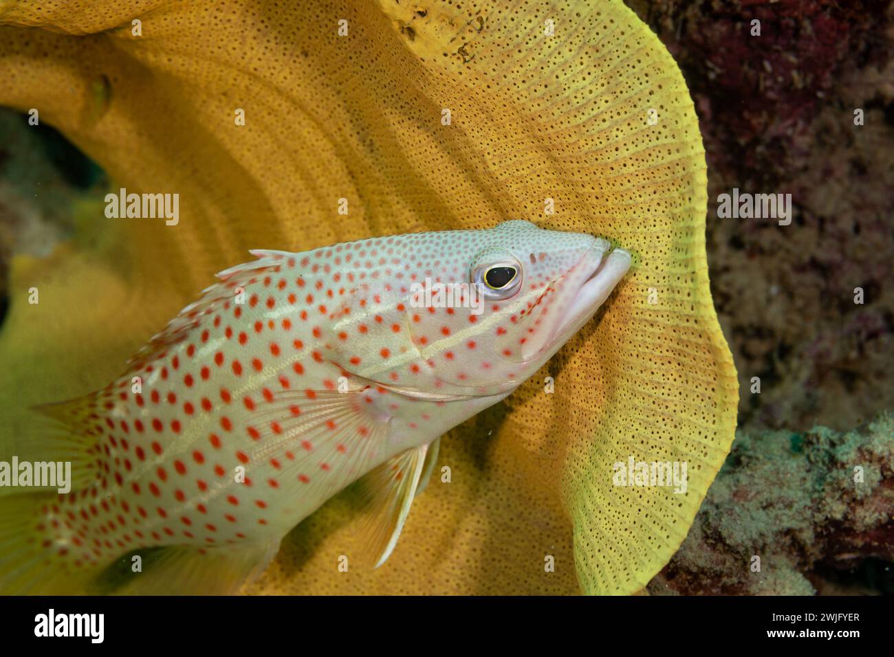 Weiße und rot gepunktete tropische Fische versteckt sich in den Korallen eines tropischen Korallenriffs Stockfoto