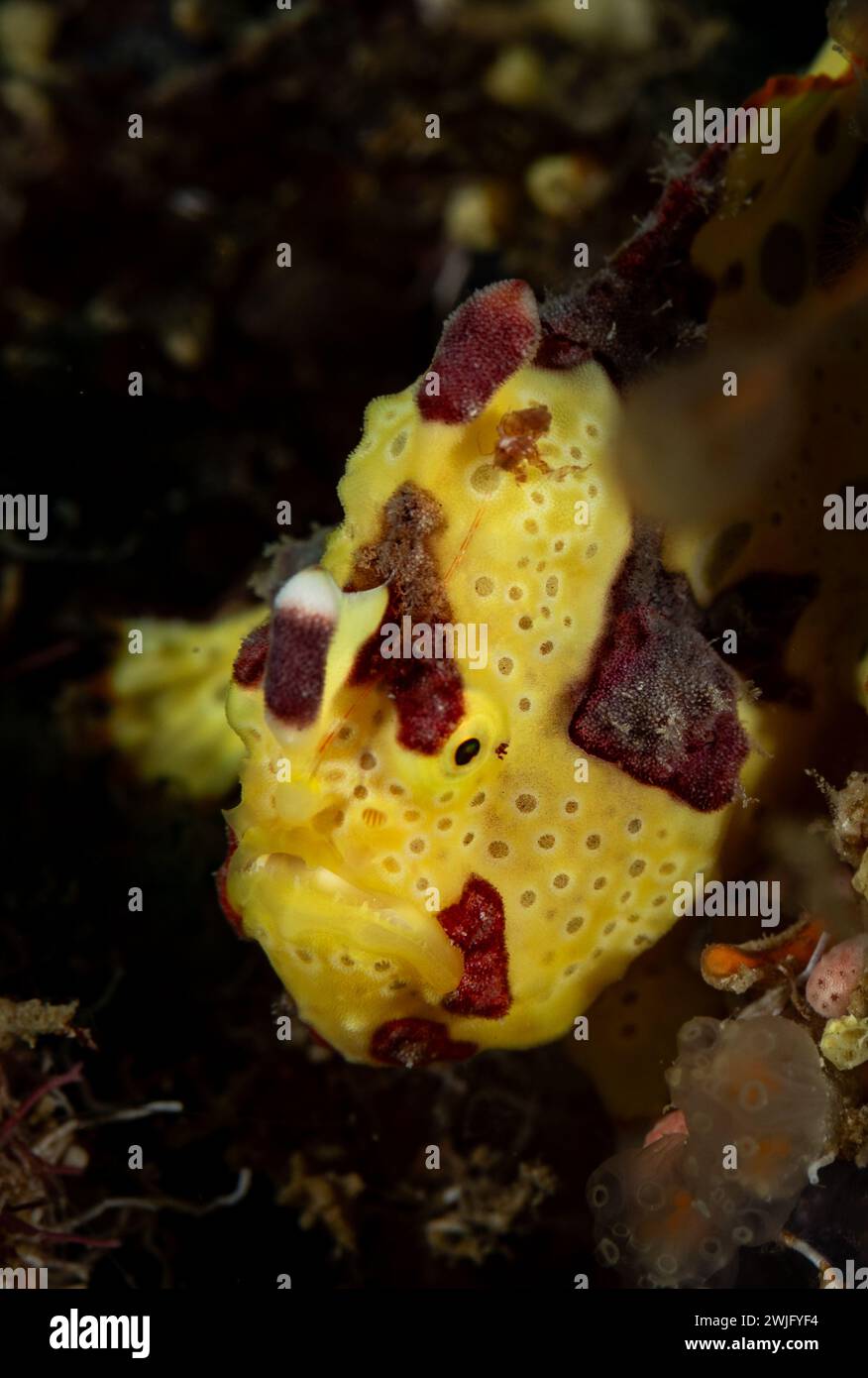 Gelber Anglerfisch, Antennarius multiocellatus, sitzend auf Korallenriff aus nächster Nähe Makroansicht Stockfoto