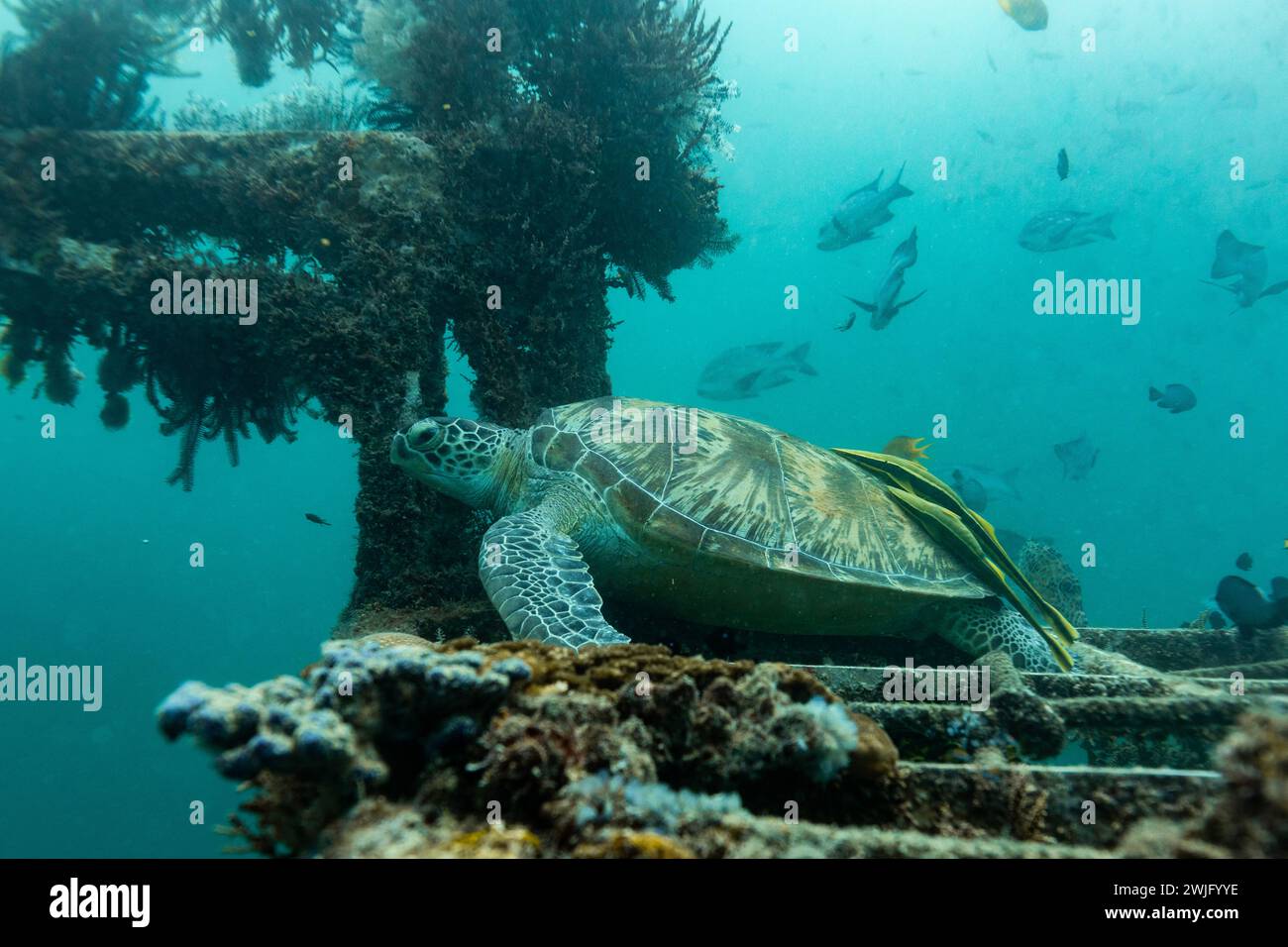 Grüne Meeresschildkröten, Chelonia mydas, mit 2 Remora, Remora remora, auf Muschelrusten auf einem künstlichen Schiffswrack-Riff Stockfoto