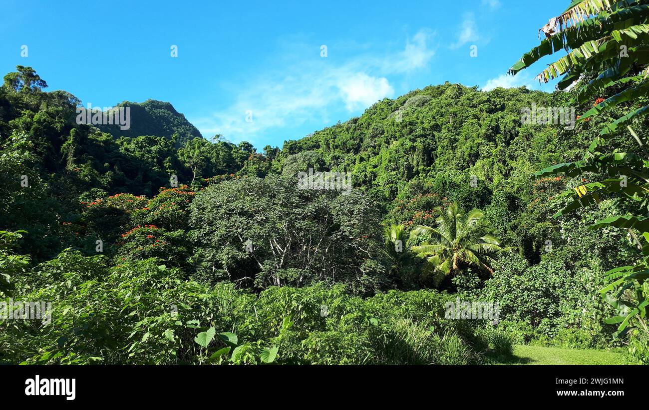 Wald am Cross Island Track auf Rarotonga Stockfoto