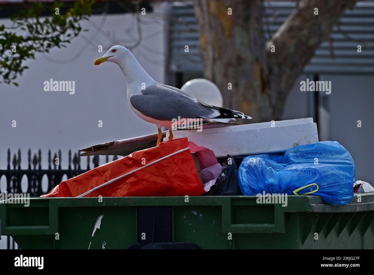 Eine gelbbeinige Möwe (Larus michahellis) steht auf einer Mülltonne. Allesfressender Wurfvogel, Griechenland, Keramoti Stockfoto