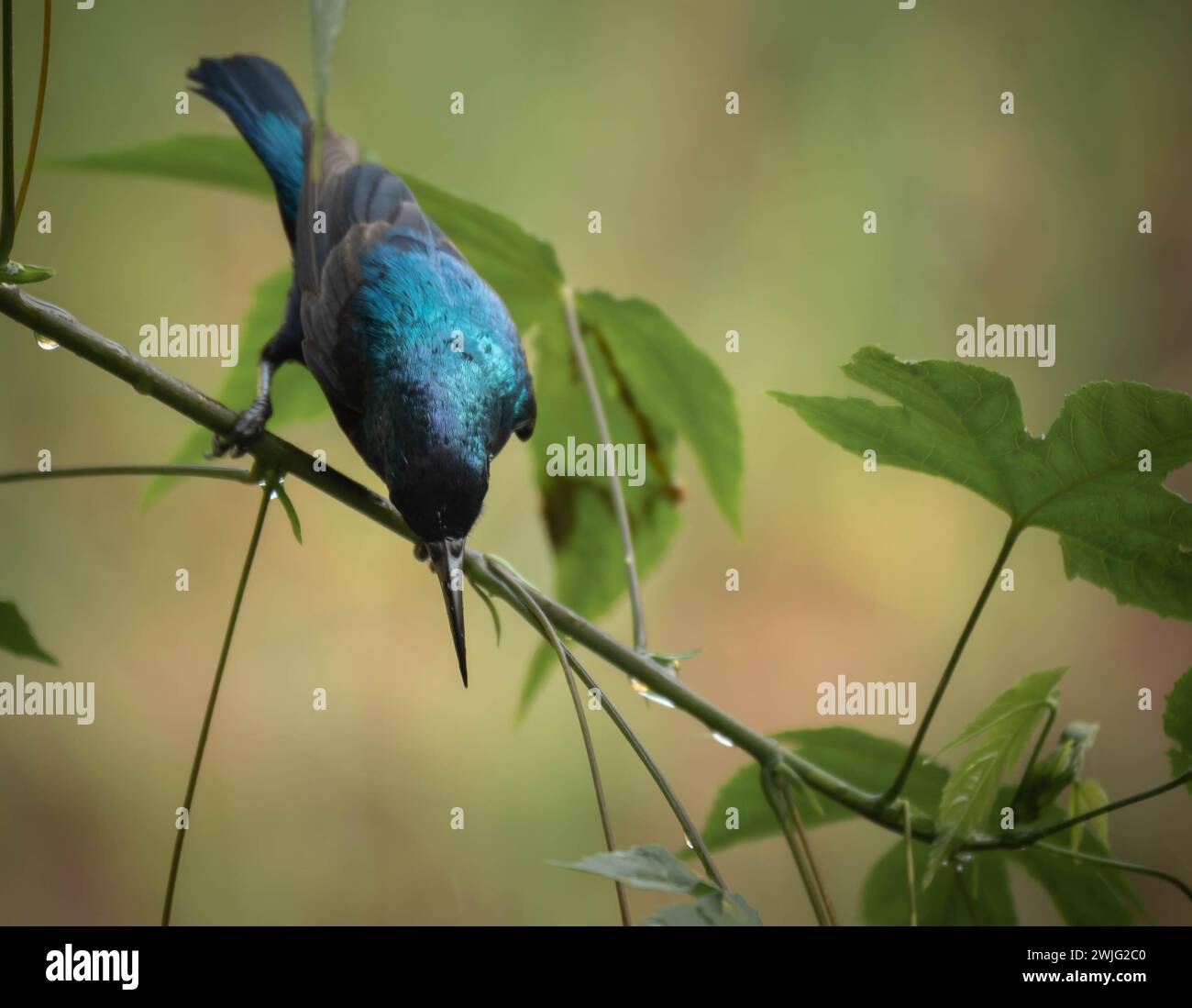 Sonnenvögel und Spinnenjäger bilden die Familie Nectariniidae der Passerinvögel. Es sind kleine, schlanke Passanten aus der Alten Welt, meist mit Stockfoto