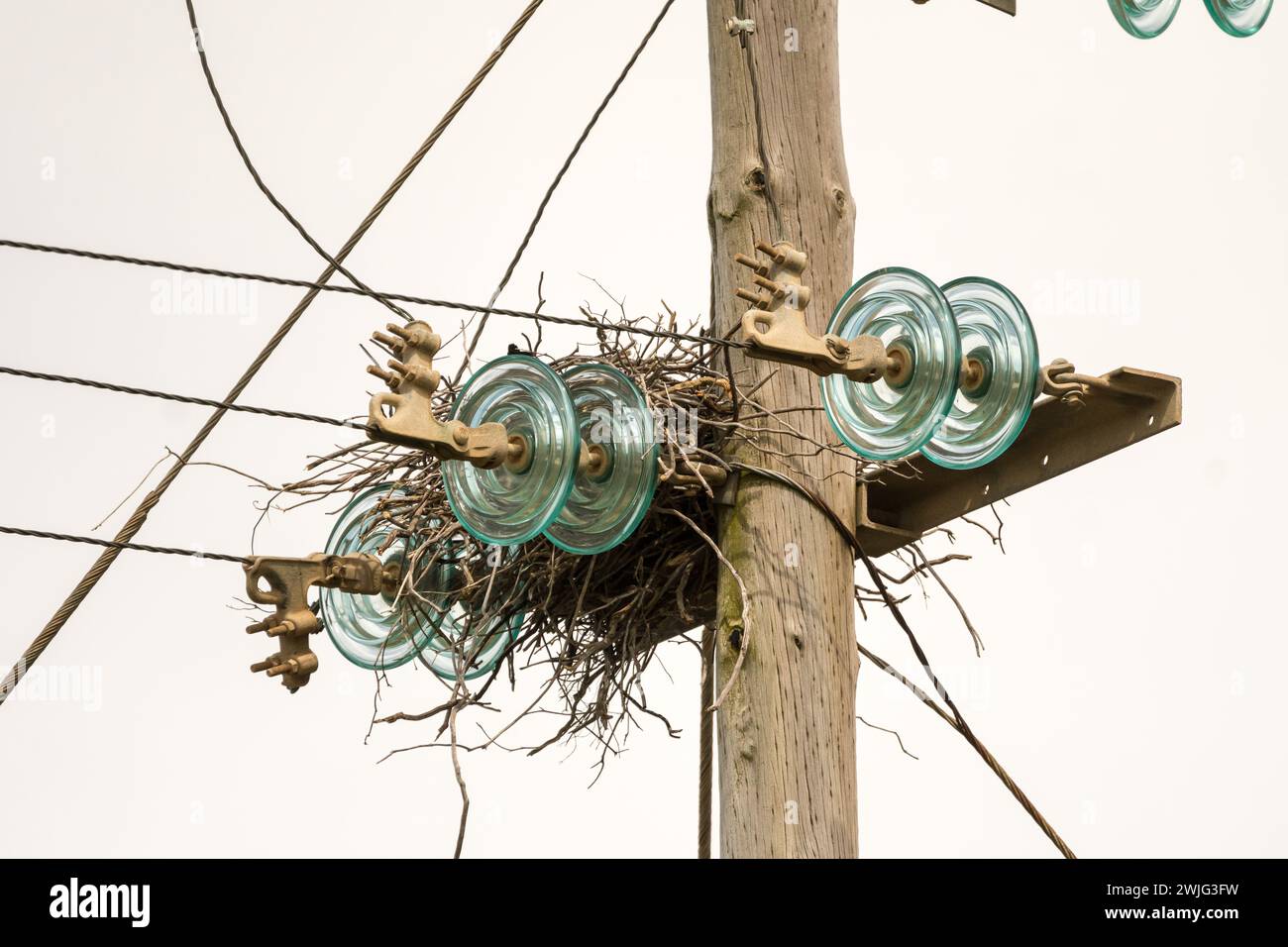 Vögel nisten auf einem Strommast und Drähten zwischen den Blitzableitern oder Isolatoren Stockfoto