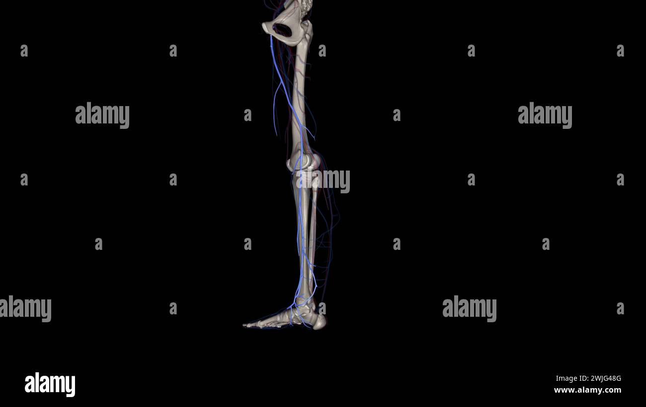 Vena saphena magna und Vena magna magna sind oberflächliche Venen in Ihren Beinen 3D-Abbildung Stockfoto