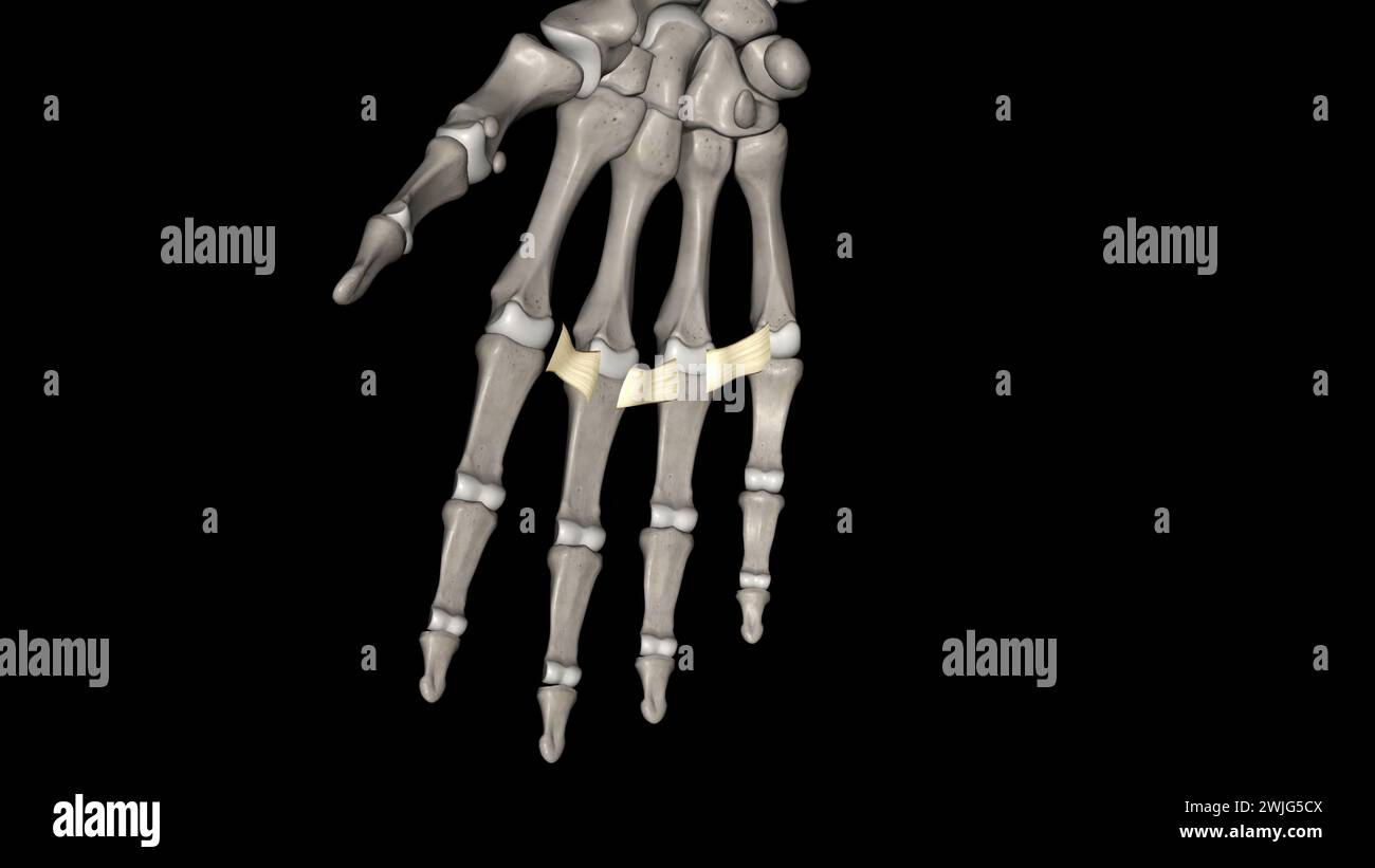 Das tiefe transversale Metakarpalband verbindet die palmaren Oberflächen der Metakarpophalangealgelenke aller Finger der Hand mit Ausnahme des Daumens 3d Stockfoto