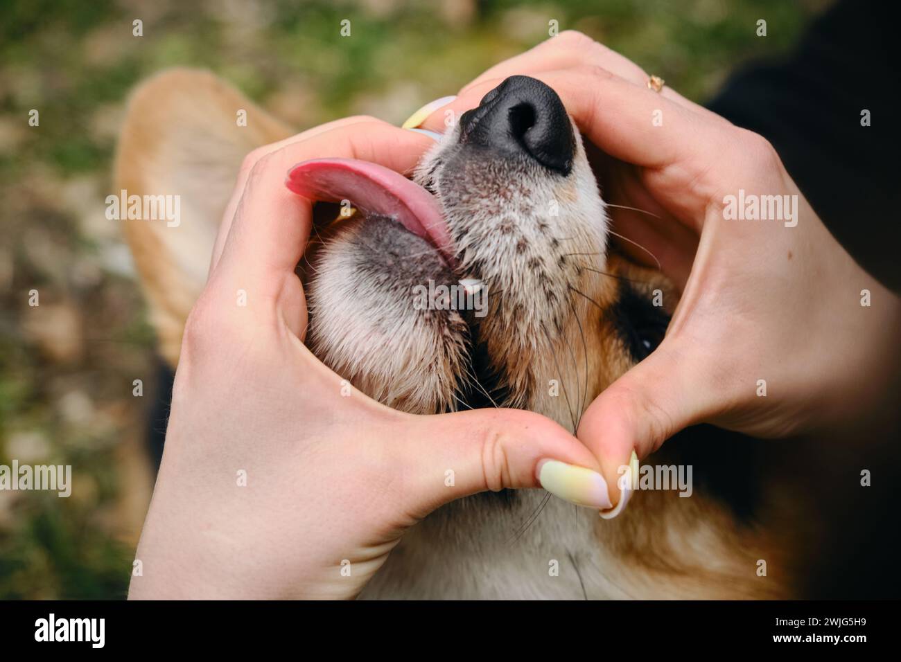 Konzept einer warmen Beziehung zwischen Haustier und Besitzer. Hände in der Nähe des Hundemündes. Weibliche Finger in Form eines Herzens und einer schwarzen Nase Welsh Corgi Stockfoto