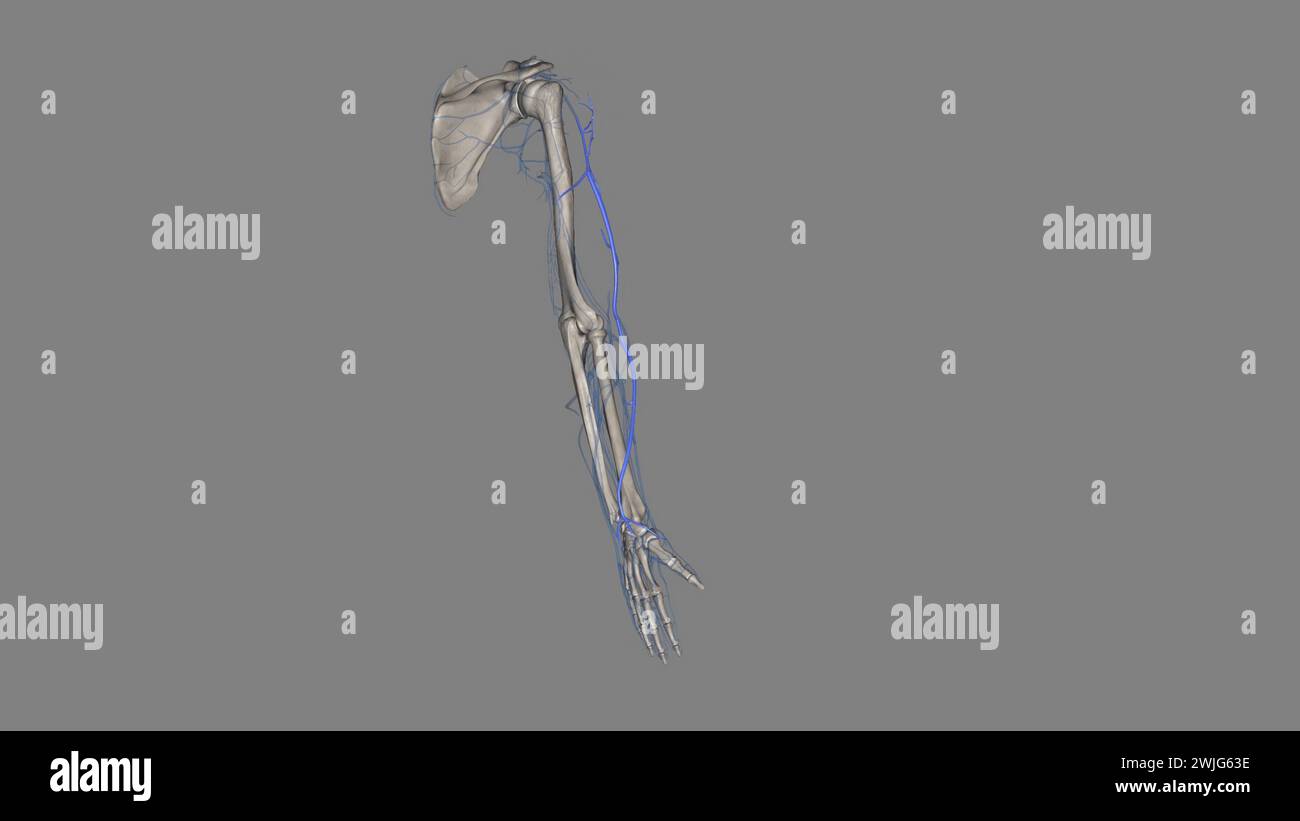 Die Vena cephalica ist eine oberflächliche Vene der oberen Extremität und eine der beiden Hauptvenen der 3D-Illustration arm3d Stockfoto