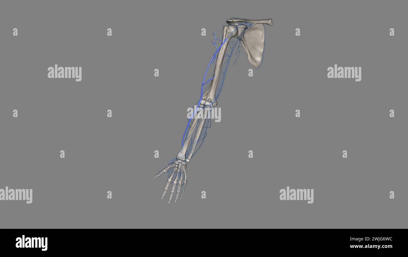 Die Vena cephalica ist eine oberflächliche Vene der oberen Extremität und eine der beiden Hauptvenen der 3D-Illustration arm3d Stockfoto