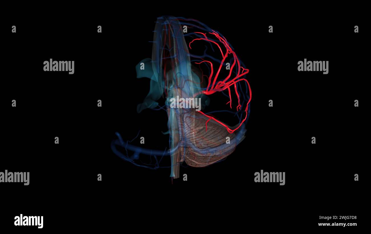 Abbildung 3D der Arteria cerebri Media ist der größte Ast und der zweite terminale Ast der Arteria carotis interna Stockfoto