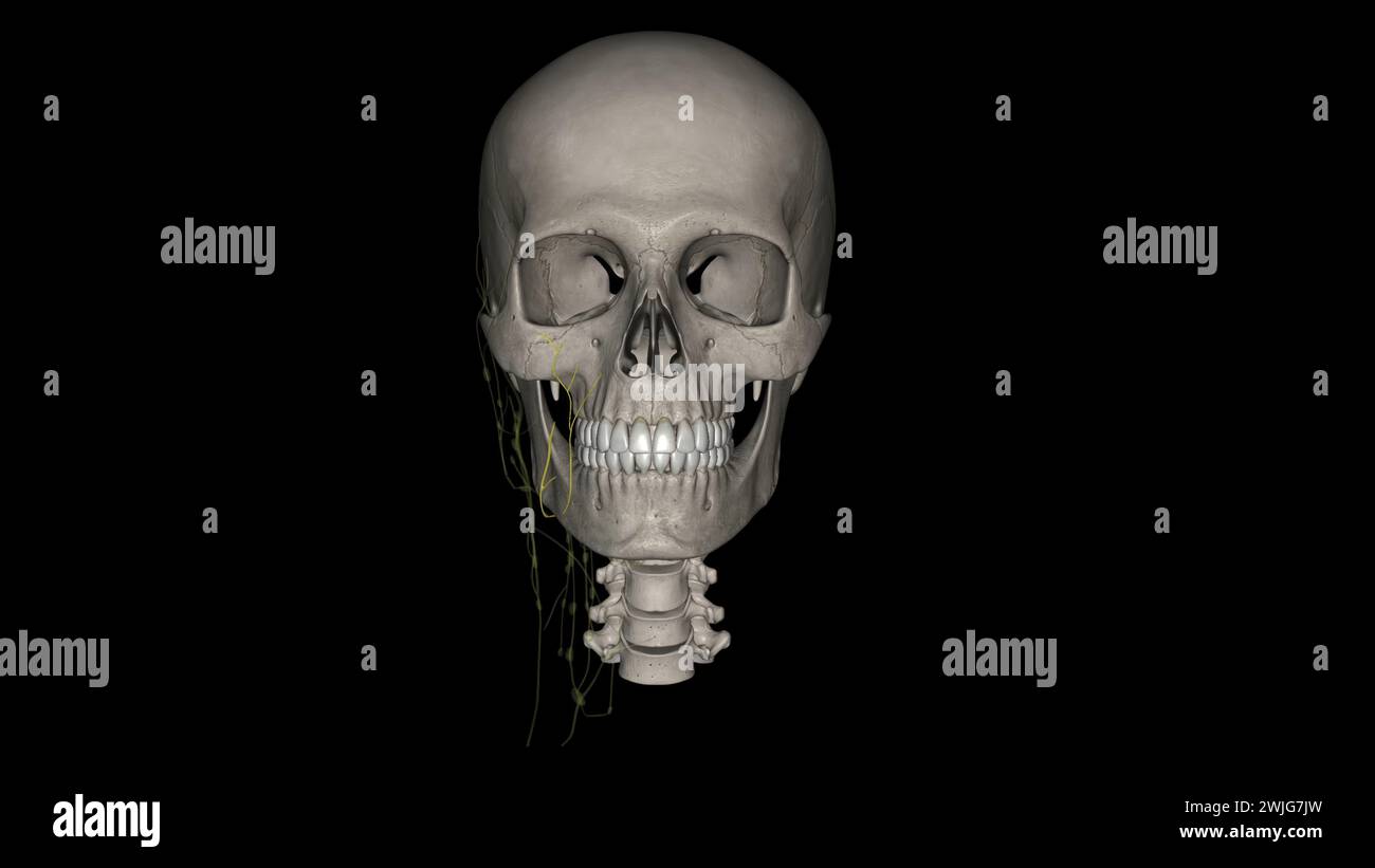 Die Lymphdrainage der Orbita und der periokularen Adnexe erfolgt über die infraorbitale, buccinator- und malare Gruppe 3d illustrati Stockfoto