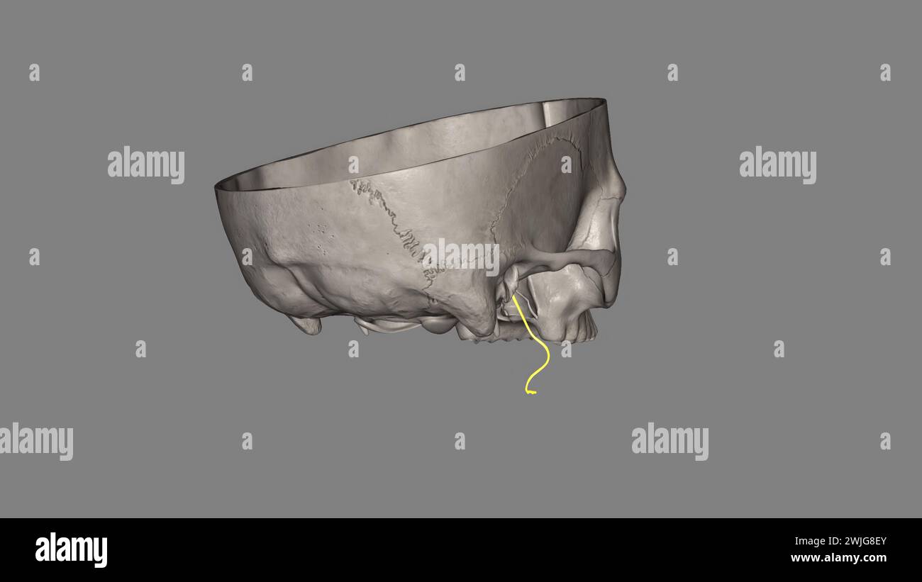 Der Nervus lingualis trägt die sensorische Innervation aus den vorderen zwei Dritteln der Zunge. Stockfoto