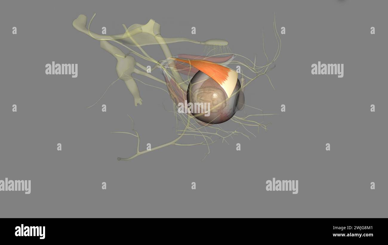 Der Levator palpebrae superioris ist der Muskel in der Orbita, der das