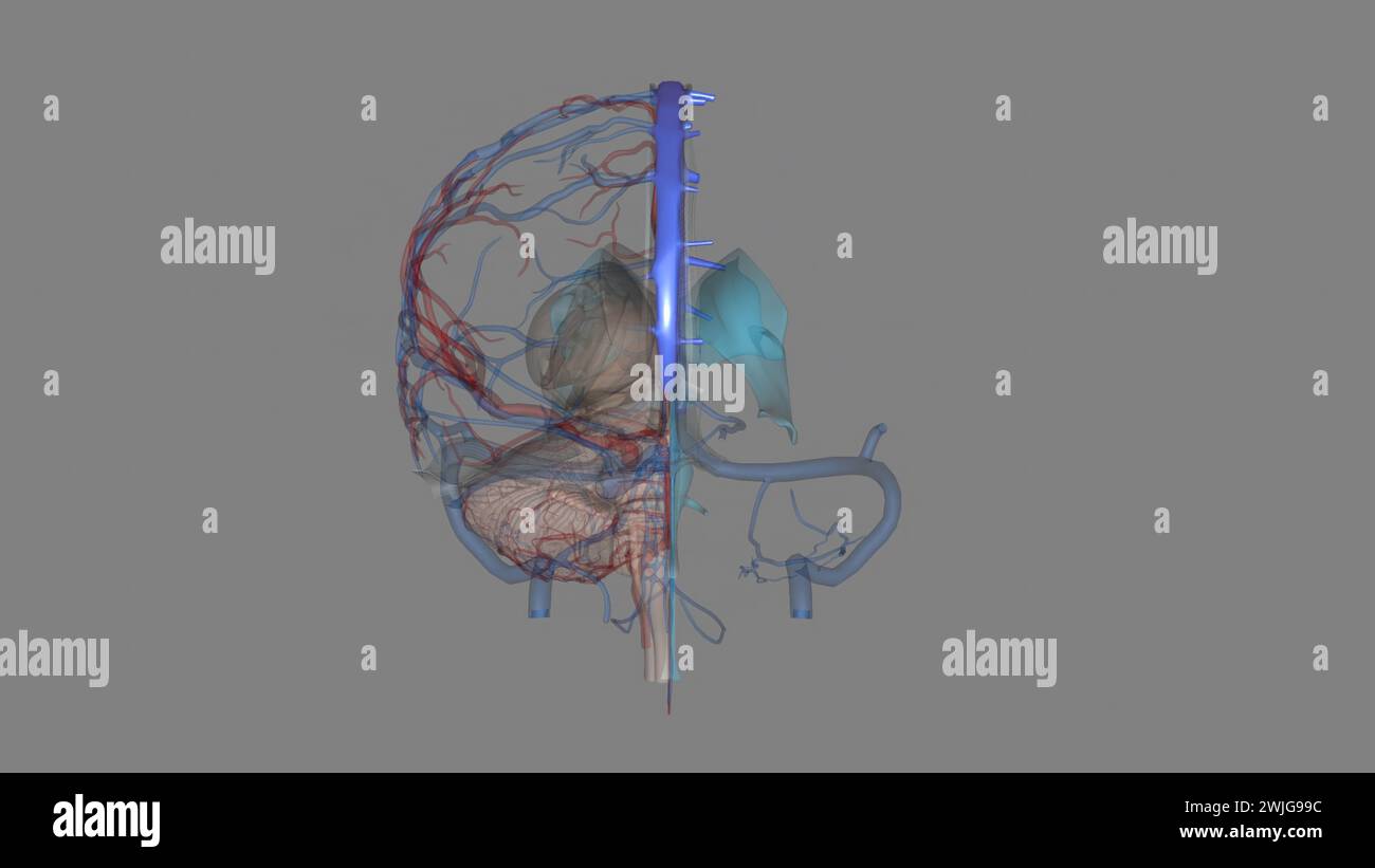 Der Sinus sagittalis Superior ist der Hauptbestandteil der 3D-Darstellung des oberflächlichen Hirnvenensystems Stockfoto