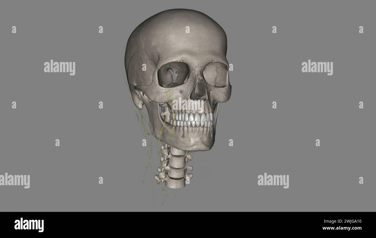 Die Lymphdrainage der Orbita und der periokularen Adnexe erfolgt über die infraorbitale, buccinator- und malare Gruppe 3d illustrati Stockfoto